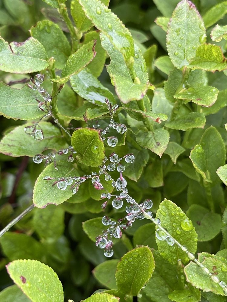 Photograph by Светлана Ткаченко