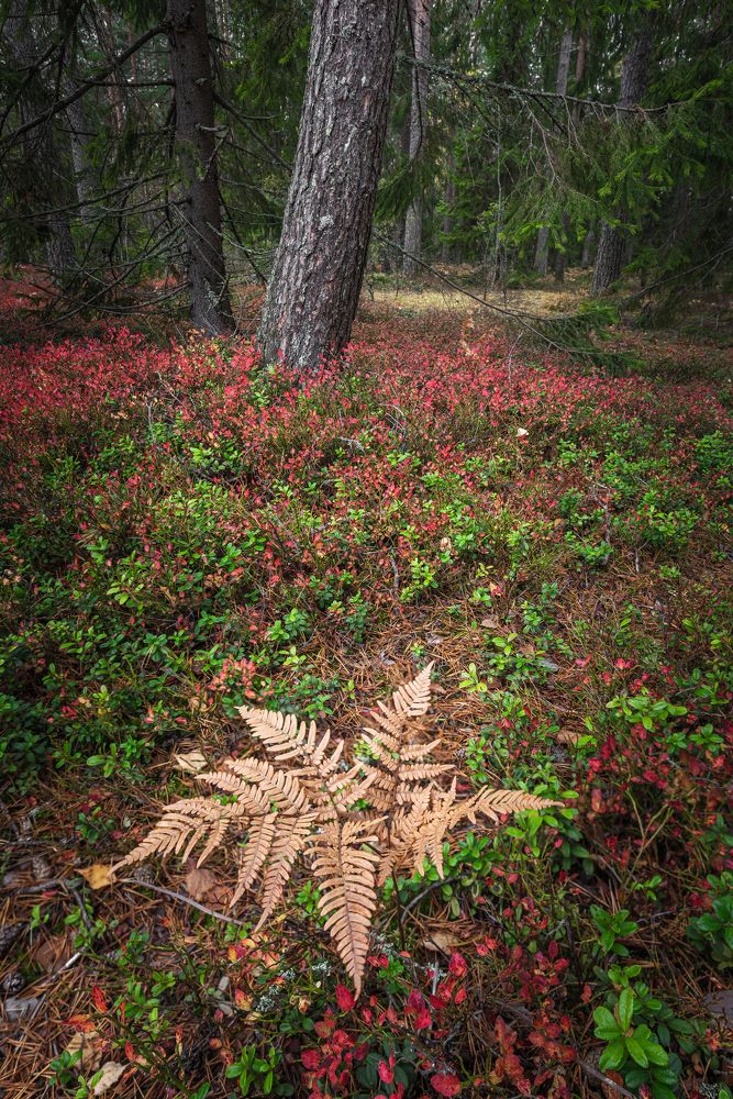 Photograph by Евгений Волосков