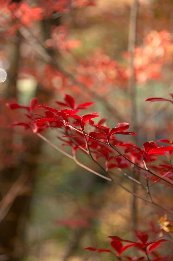 Фотография автора Pavel Bernshtam