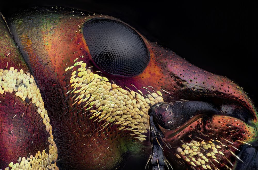 Pachyrrhynchus speciosus