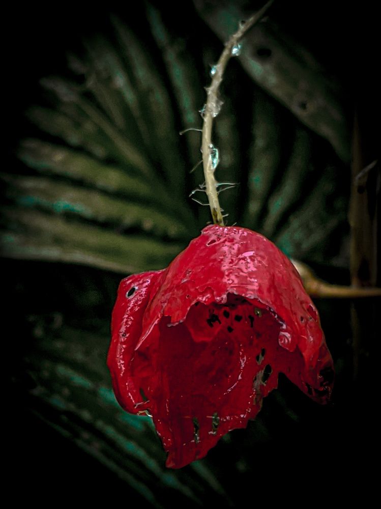 Photograph by Дарья Макаревич