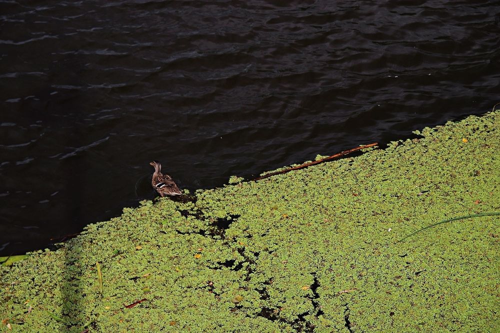 Фотография автора Наталья Боярина