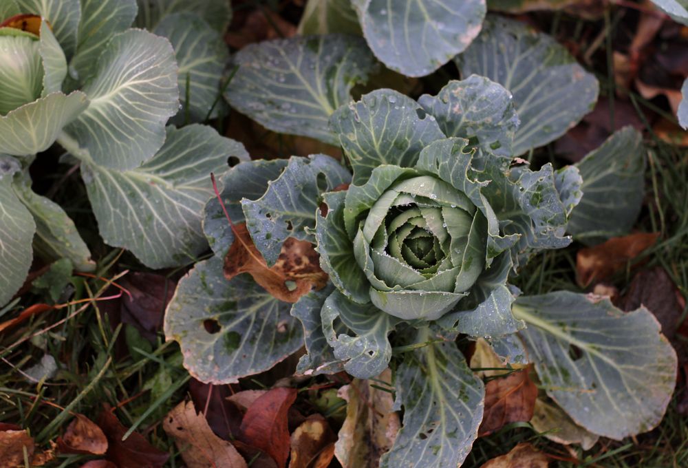 Photograph by Полина Ефимова