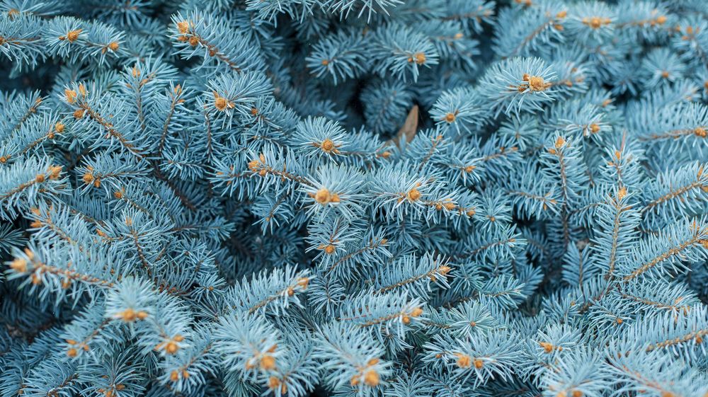 Photograph by Анна Чеснокова