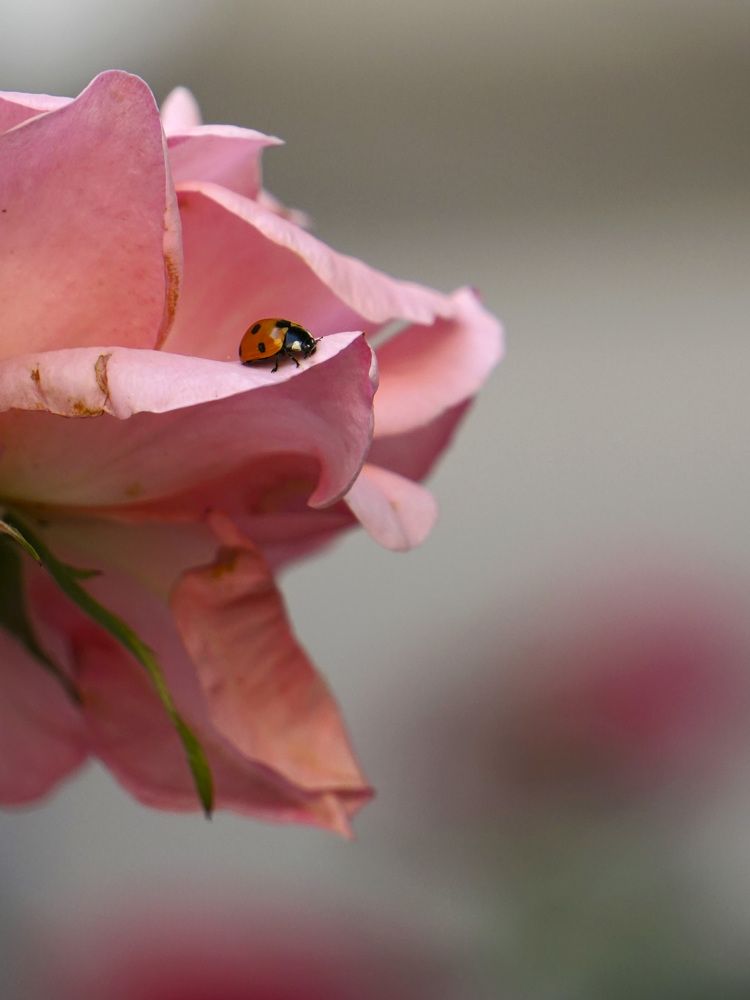 Photograph by Дмитрий Лобанов