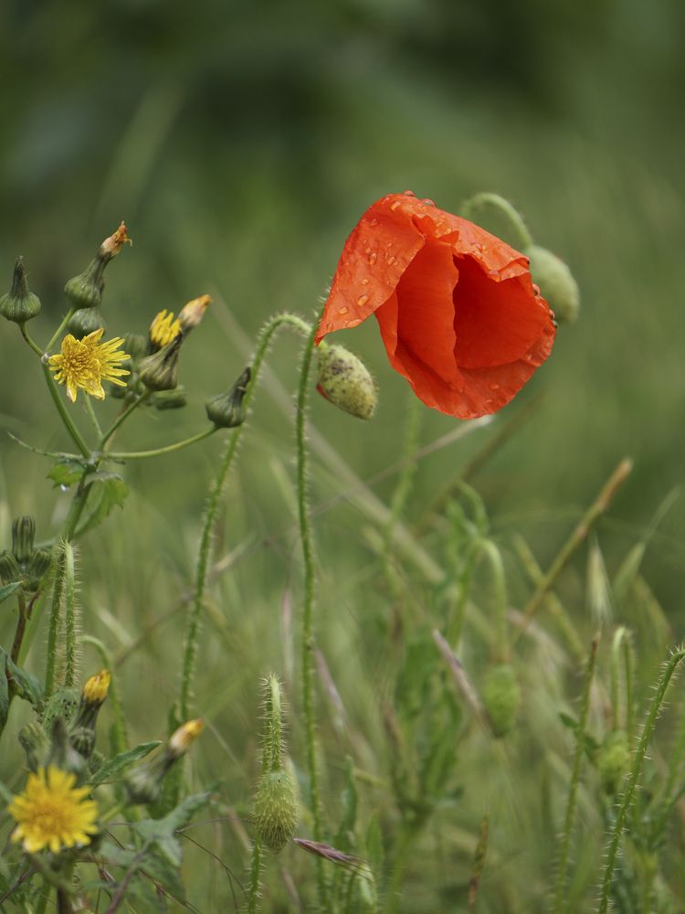 Photograph by Дмитрий Лобанов