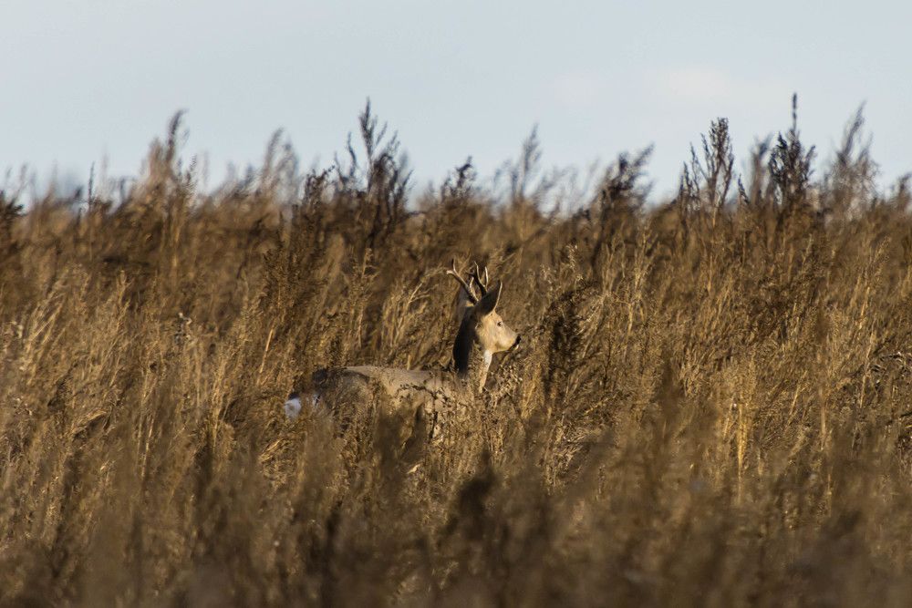 Photograph by Максим Фролов