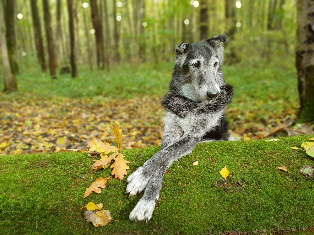 Фотография автора Надежда Лисицына