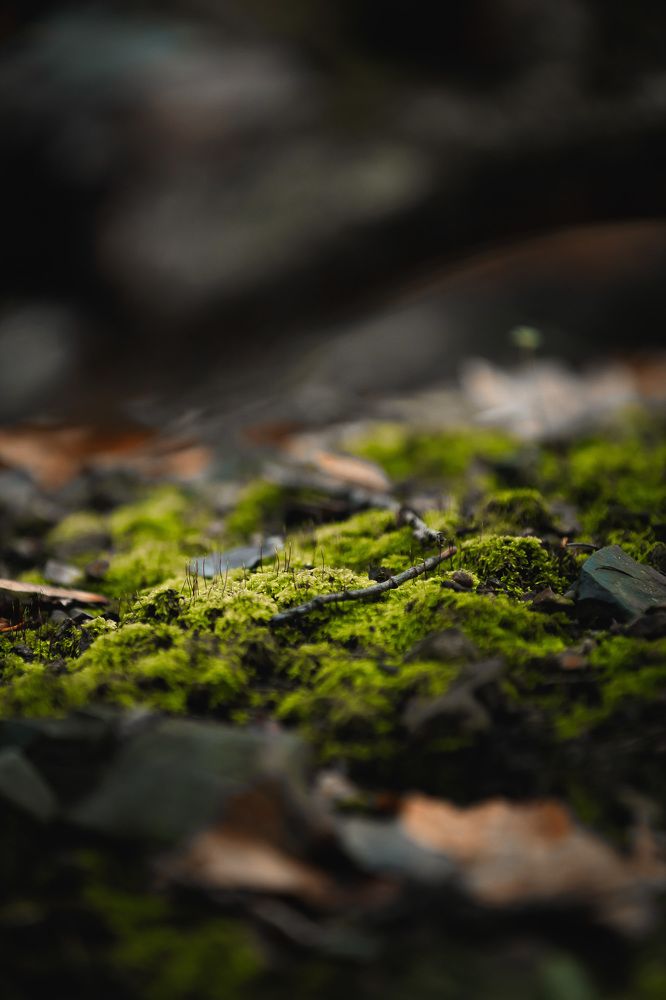 Photograph by Ольга Мазлова