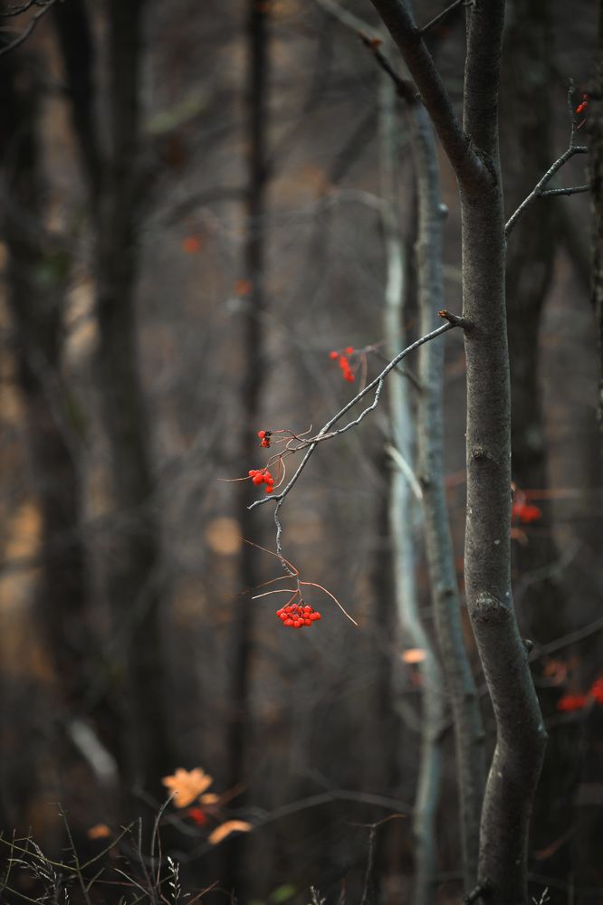 Photograph by Ольга Мазлова