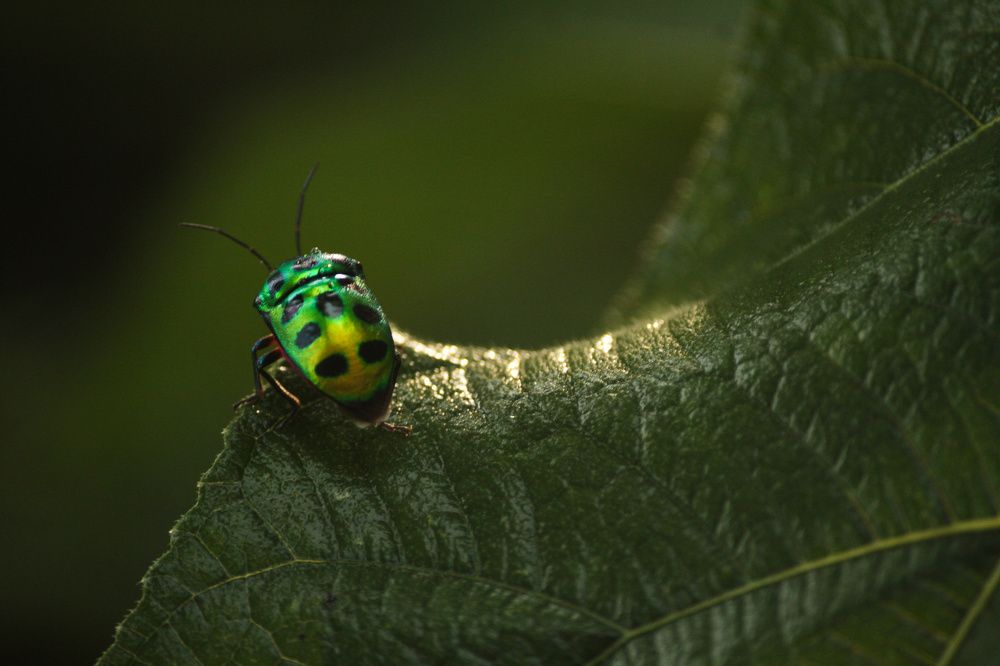 Photograph by Bihong Kollogov