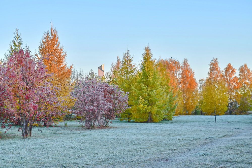 Первый заморозок.