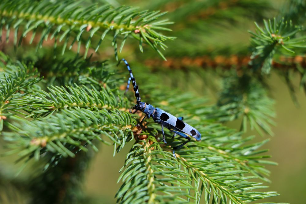 Photograph by George Alexandru Ghiuro