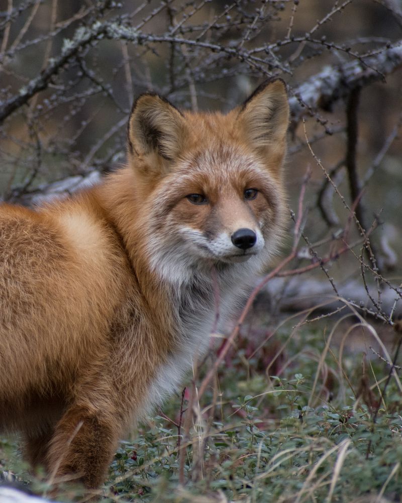 Лисица из Якутии