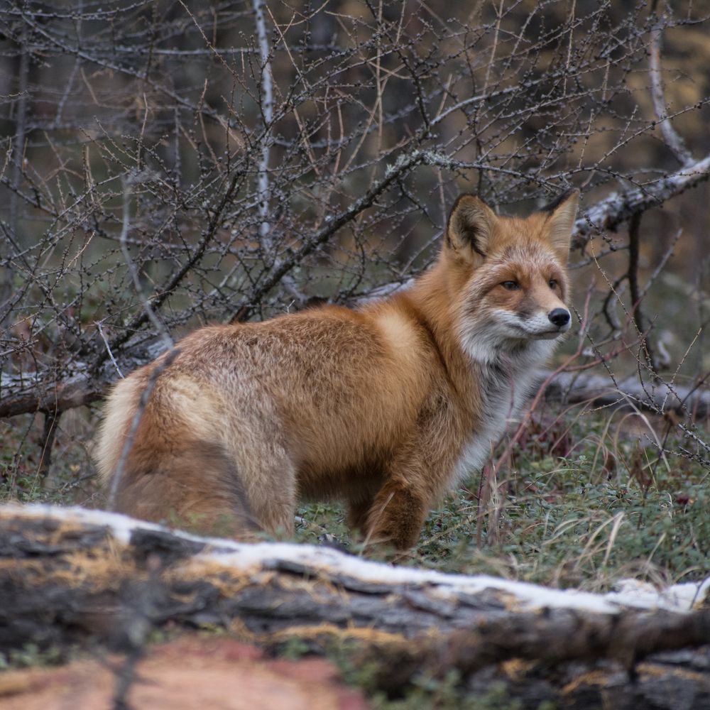 Лисица из Якутии
