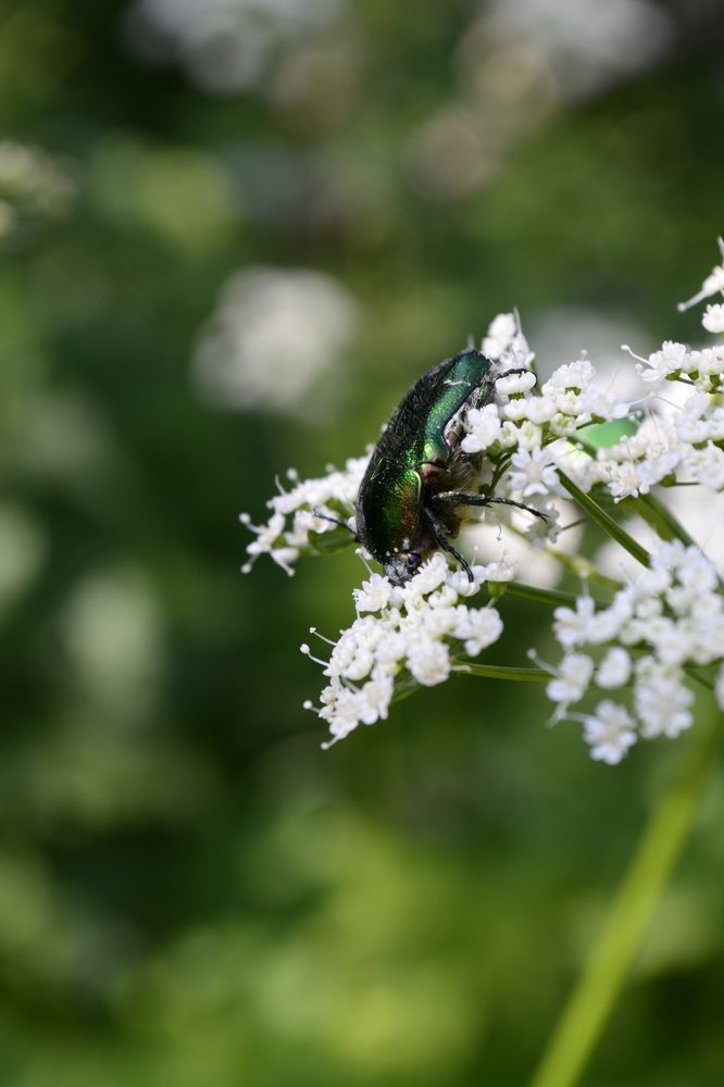 Photograph by Карина Слабкая