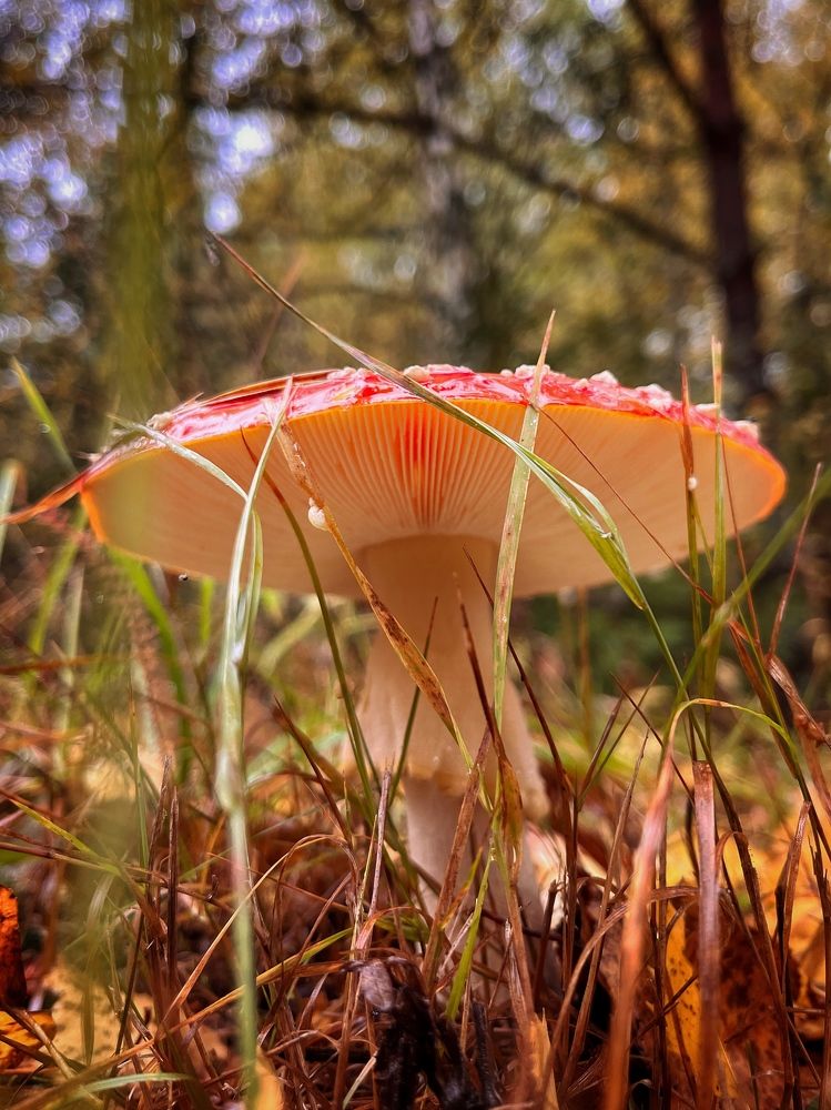 Photograph by Бравичева Анастасия