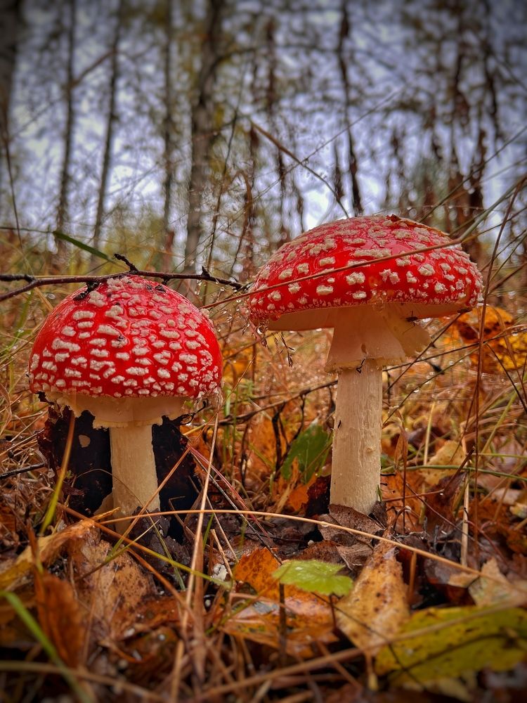 Photograph by Бравичева Анастасия