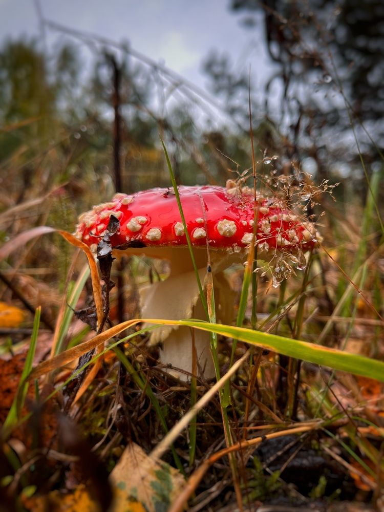 Photograph by Бравичева Анастасия