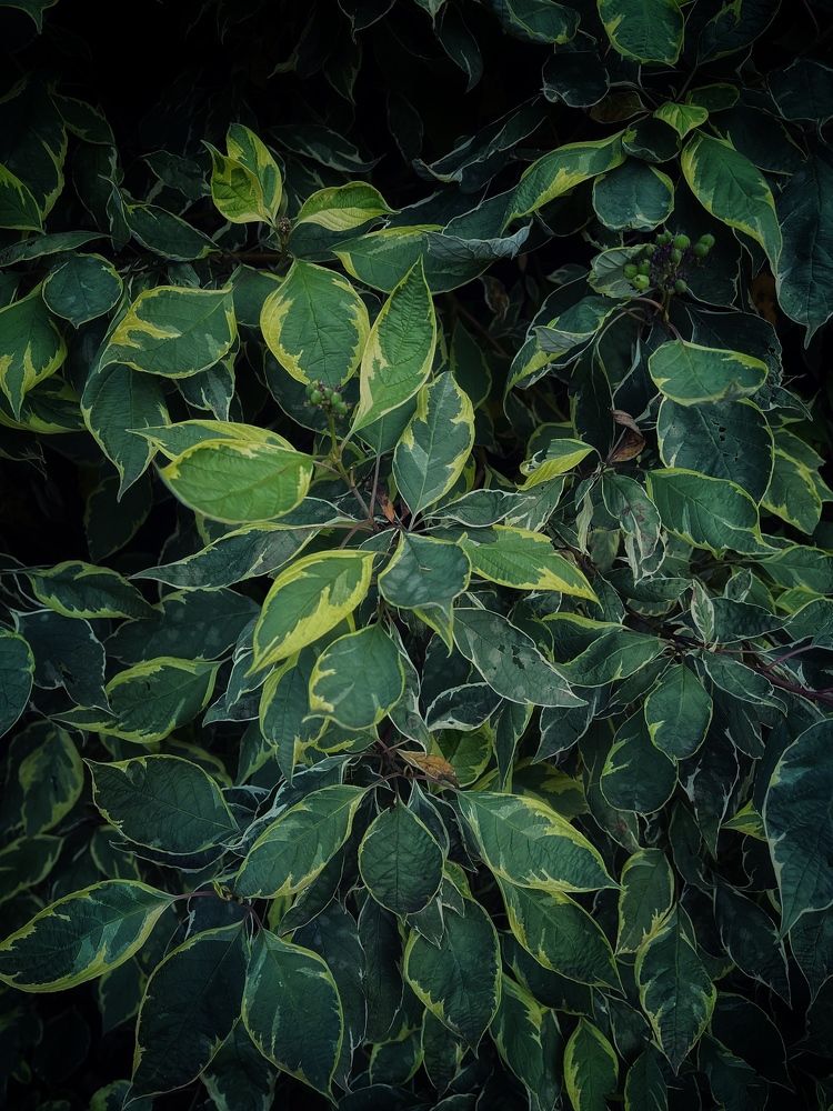 Photograph by Бравичева Анастасия