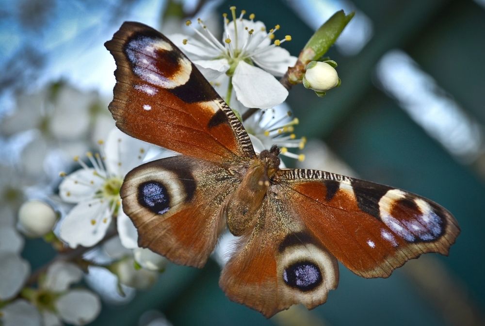 Photograph by Леонид Чеглаков