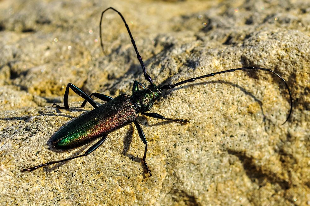 Усач мускусный