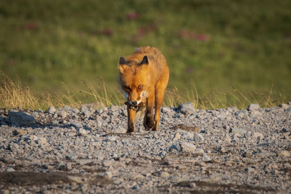 Photograph by Бравичева Анастасия
