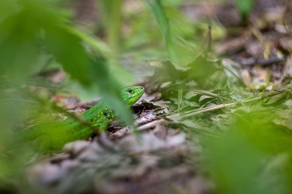 Photograph by Александр Лобынцев