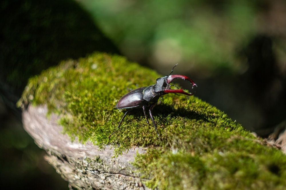 Photograph by Александр Лобынцев