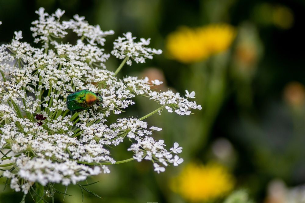 Photograph by Александр Лобынцев