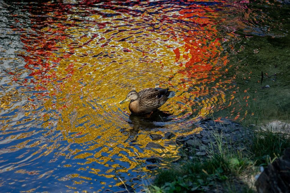 Photograph by Александр Лобынцев