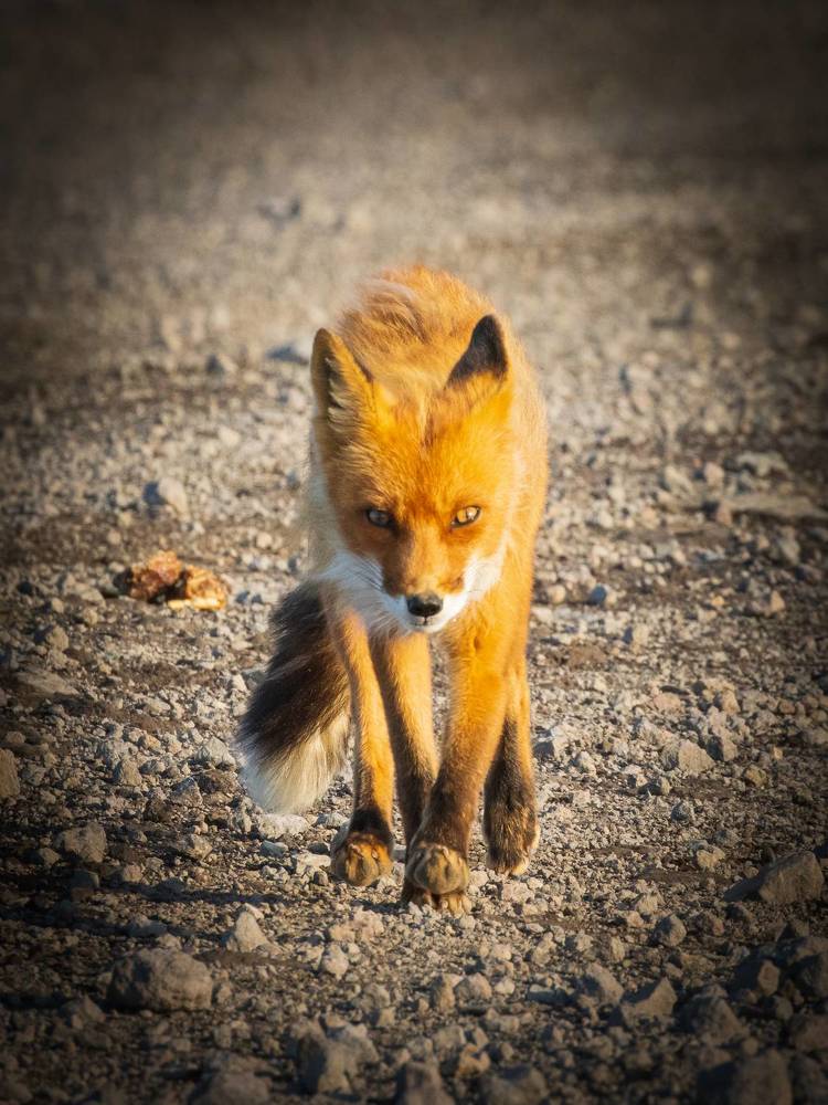 Photograph by Бравичева Анастасия