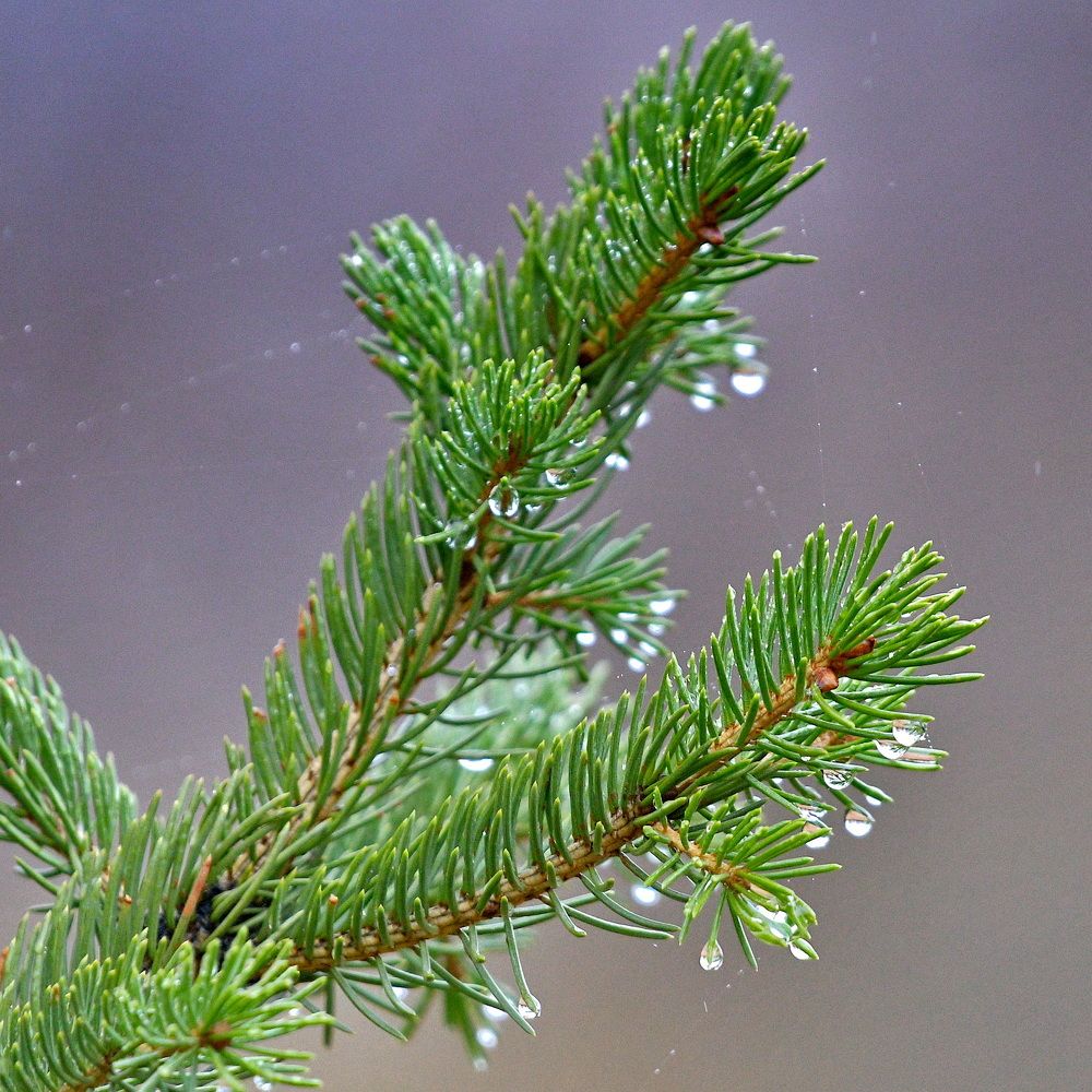 Photograph by Александр Катунцев