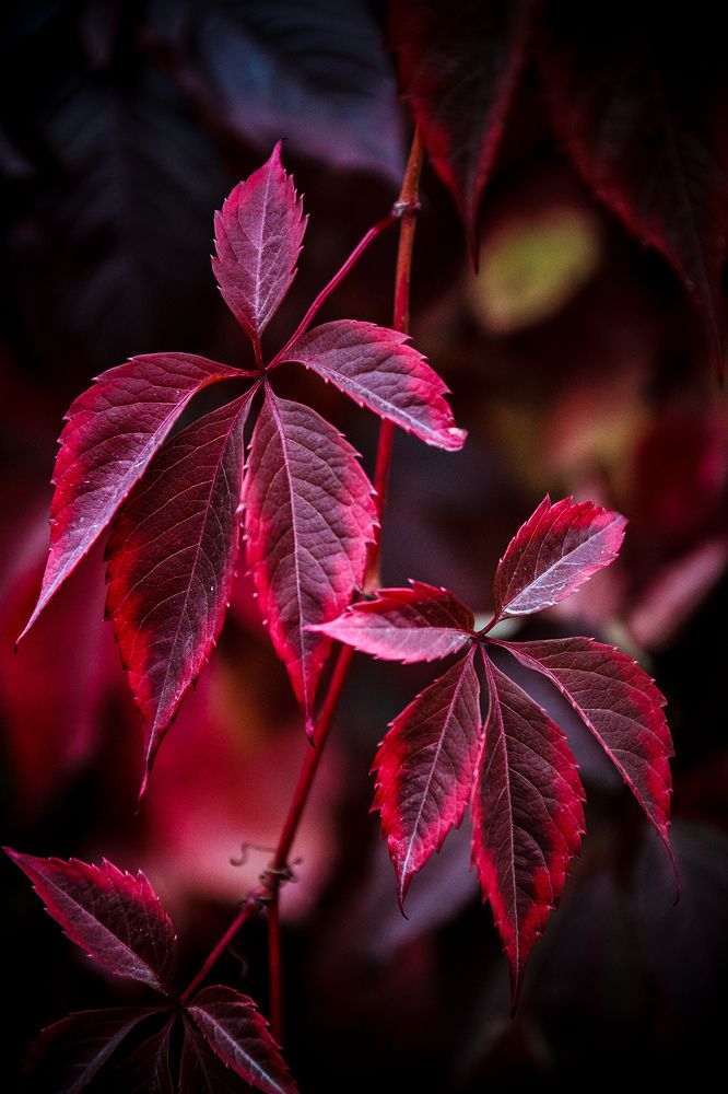 Photograph by Делана Романова