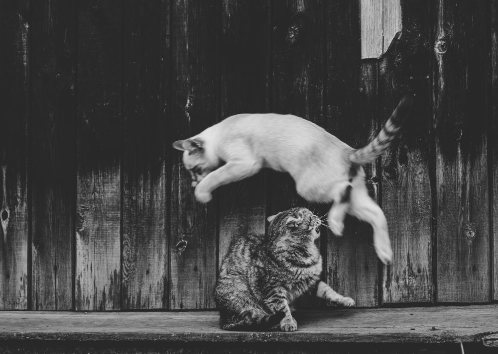 Photograph by Елена Федорова