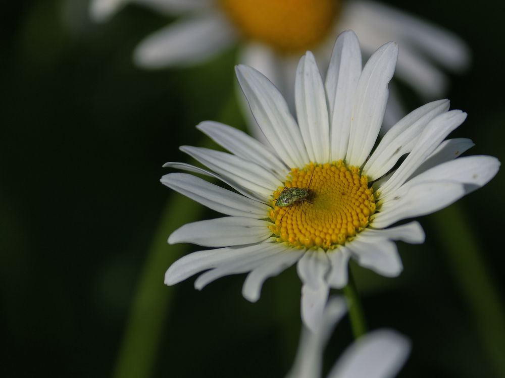 Photograph by Елена Федорова