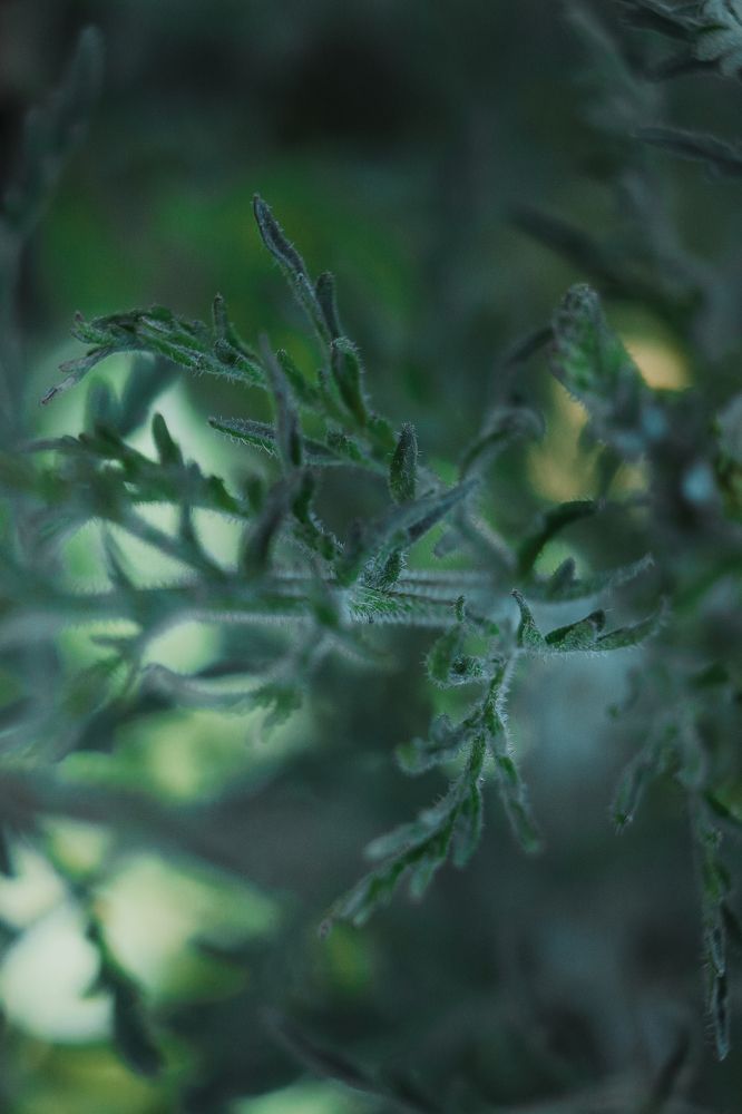 Photograph by Елена Федорова