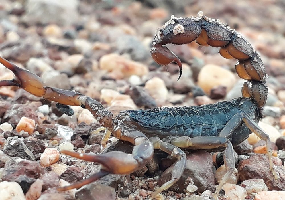 scorpion