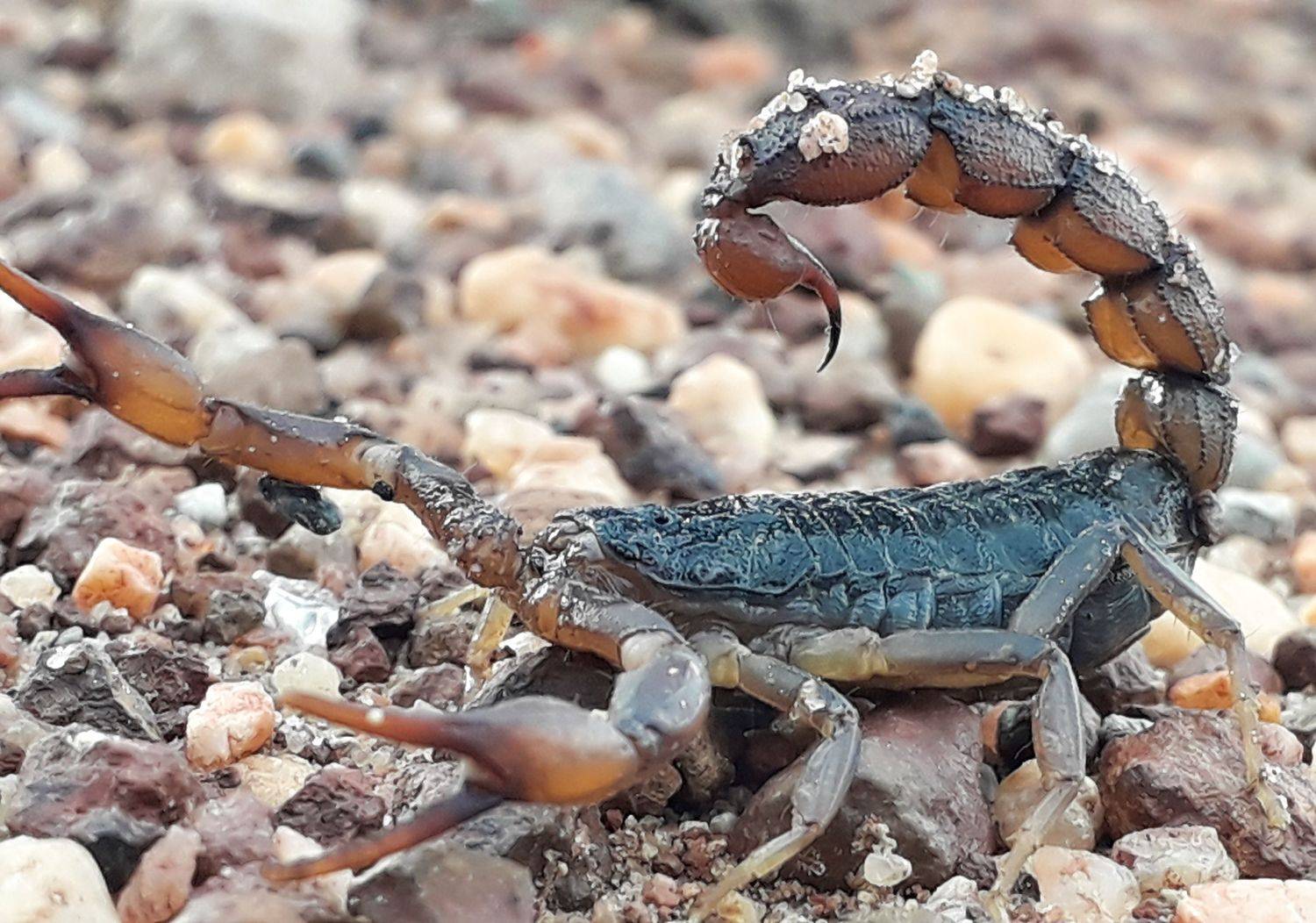 scorpion