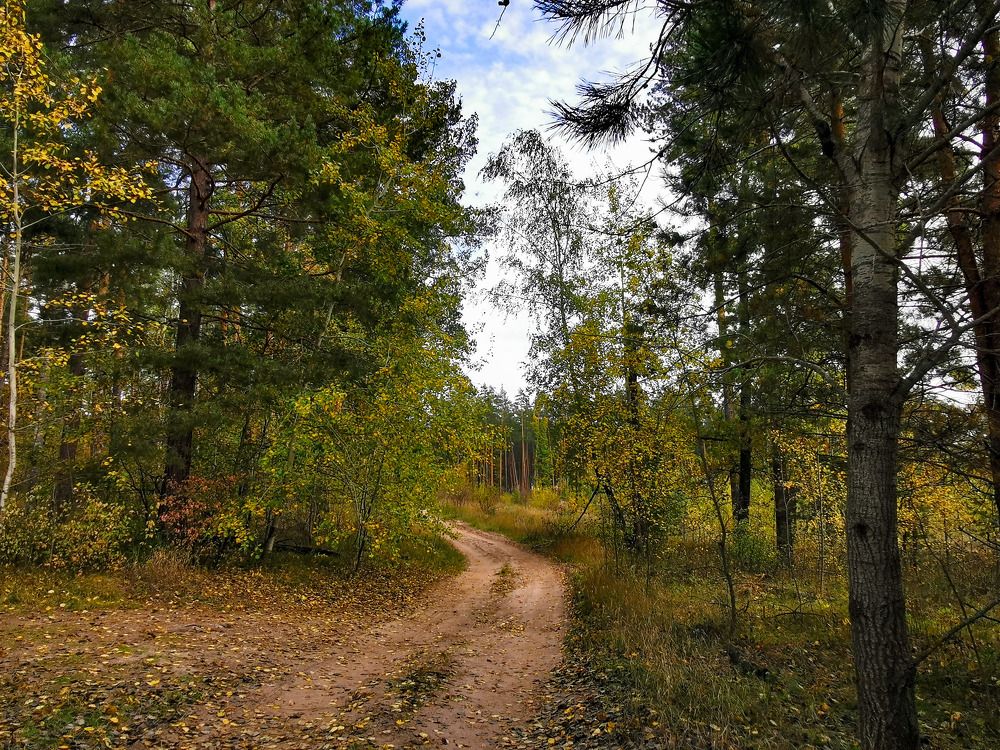 Forest