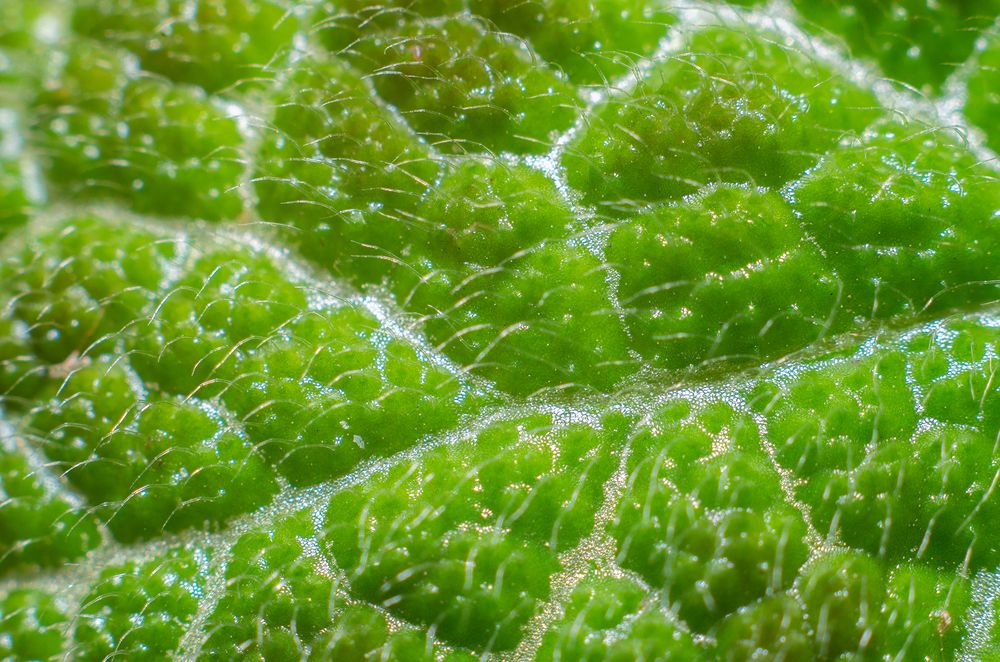 Фотография автора Laddu Sasindu Pramuditha De Silva