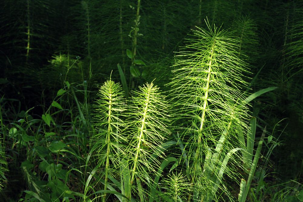 ЗЕЛЕНЫЙ ЛЕС