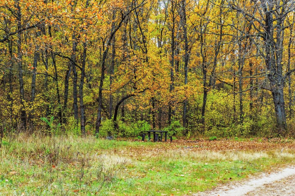 Осень в дубовом лесу