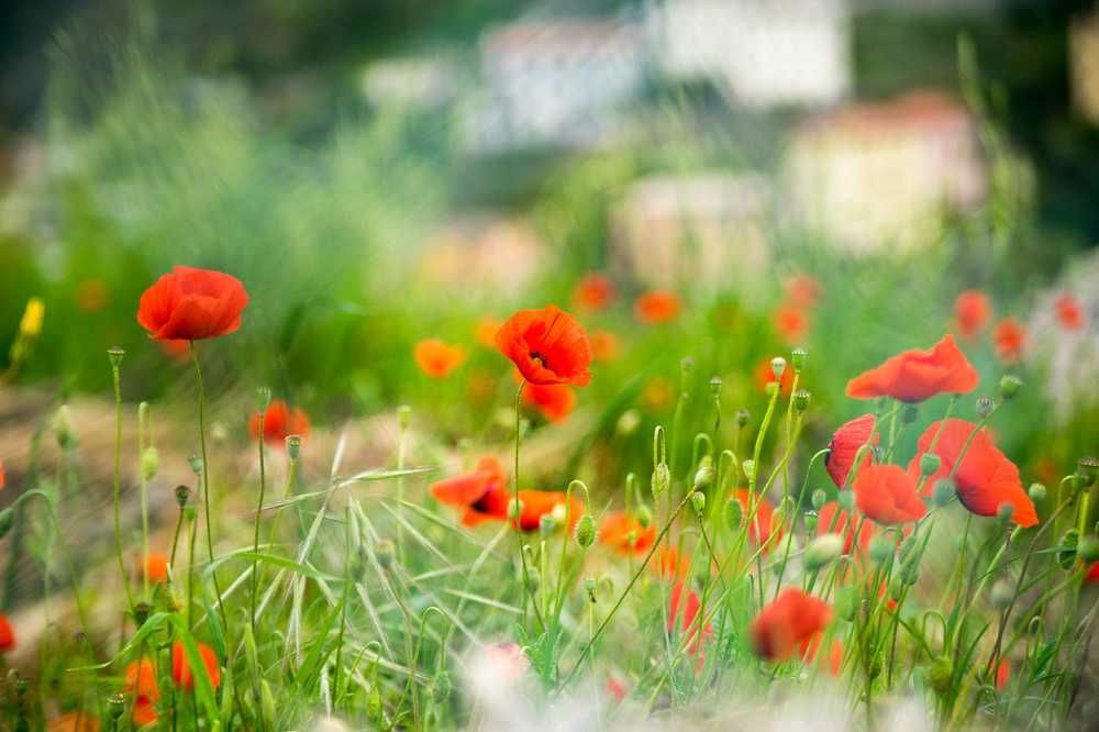 Фотография автора Pavel Bernshtam