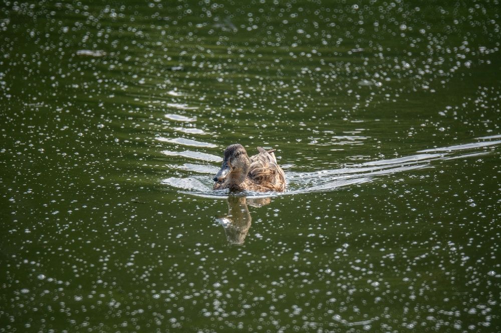 Photograph by Александр Лобынцев