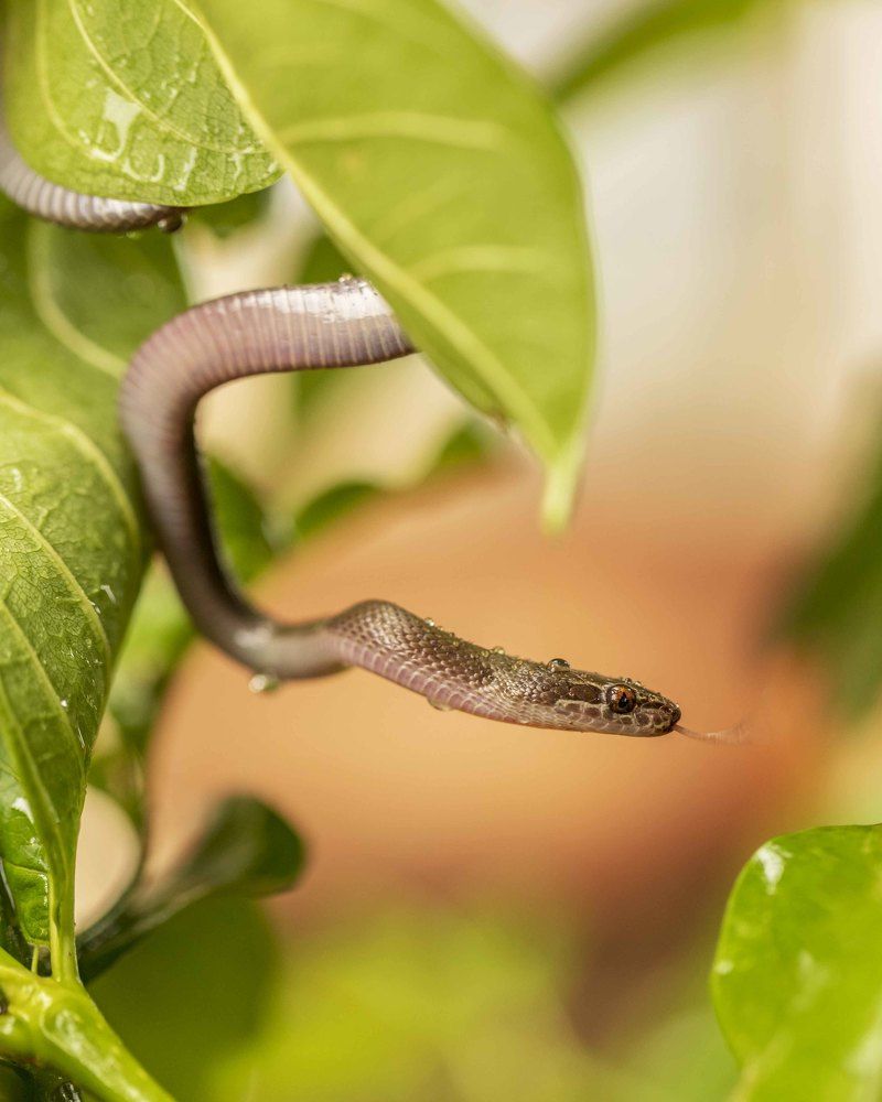 Photograph by Ricardo Ferreira