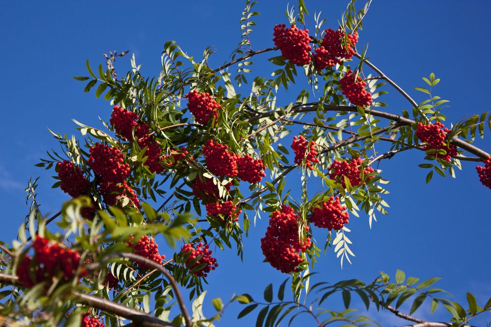 Photograph by Мария Самоловова