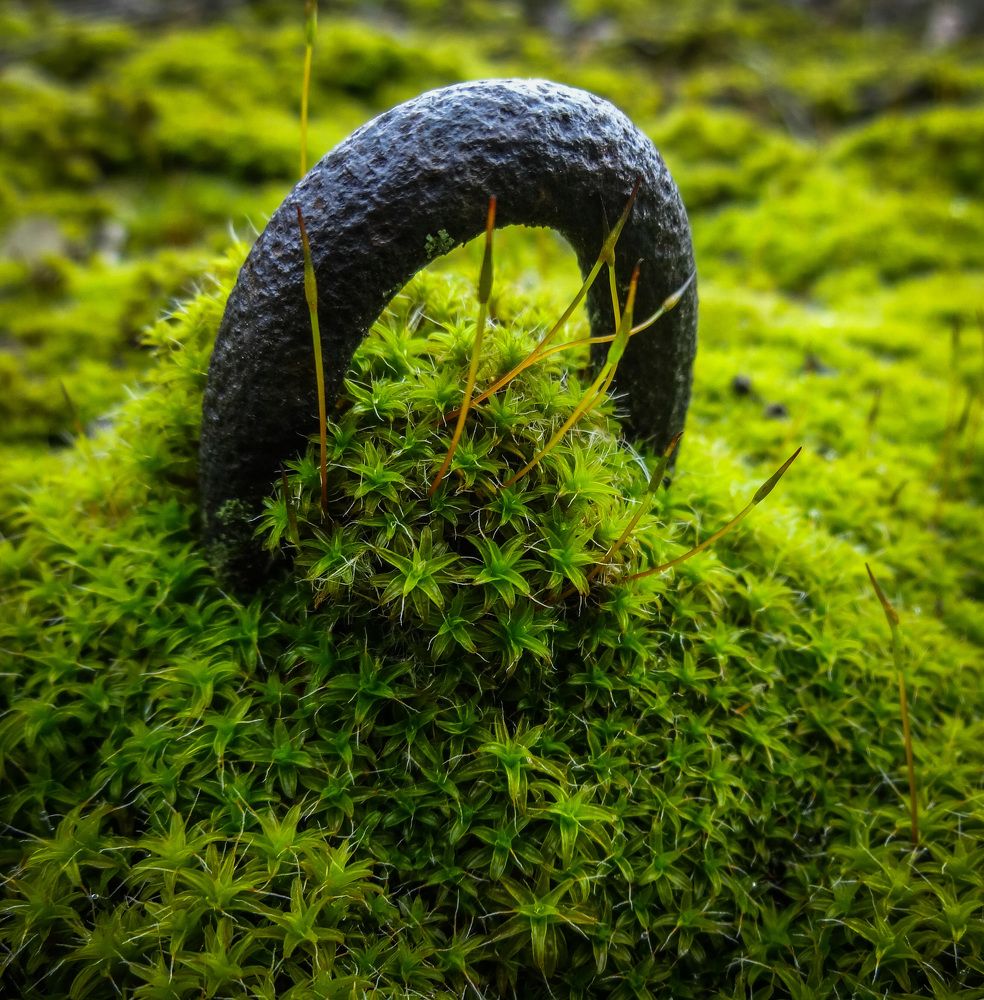 Фотография автора Геннадий Ломеко