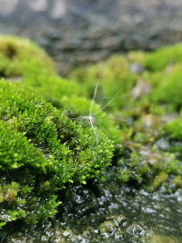 Photograph by Anil Yadav