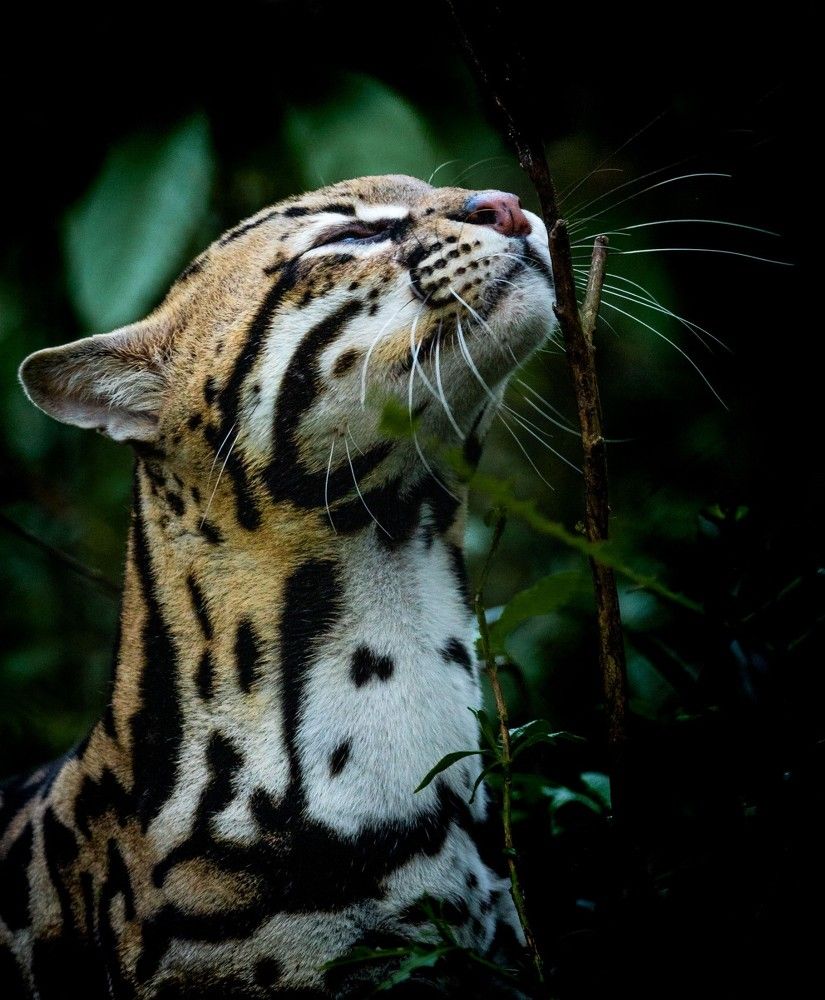 Photograph by Ricardo Ferreira